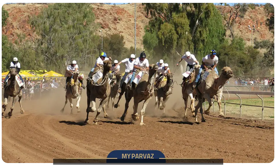 Sultan Camel Race Cup